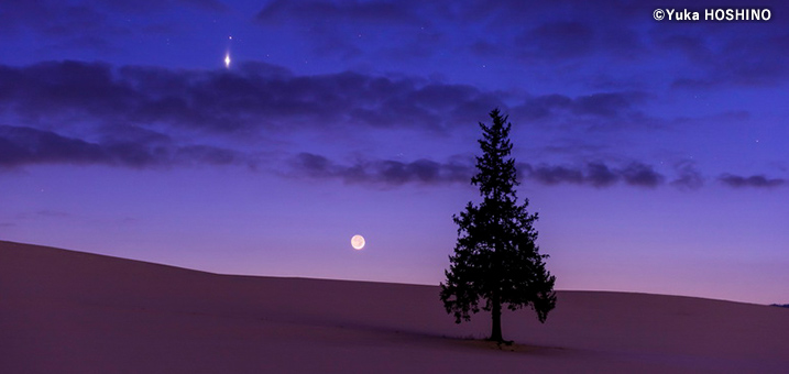 11・12月　クリスマスツリーの木（北海道美瑛）