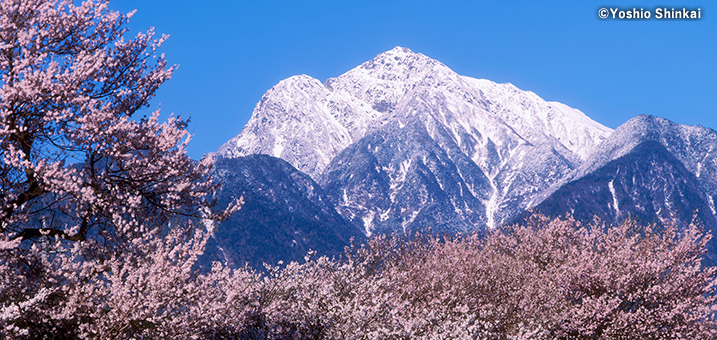 3・4月　桜と甲斐駒ヶ岳　南アルプス（山梨県）