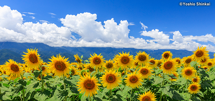 7・8月　明野のひまわり畑（山梨県）